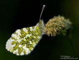 Orange Tip 6_06_06_2